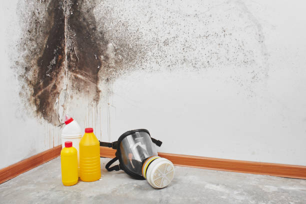 Best Same-Day Mold Removal  in Mount Morris, MI
