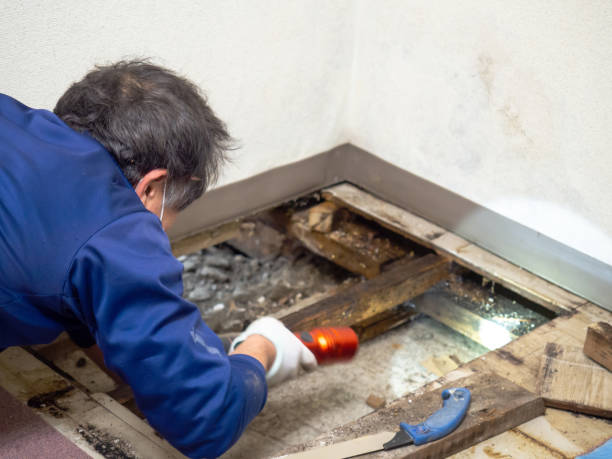 Best Affordable Mold Removal  in Mount Morris, MI