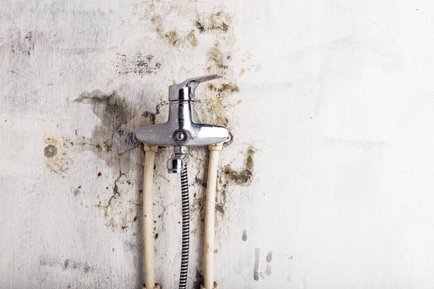 Best Mold Testing  in Mount Morris, MI