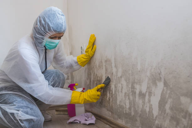 Best Mold Testing and Removal  in Mount Morris, MI