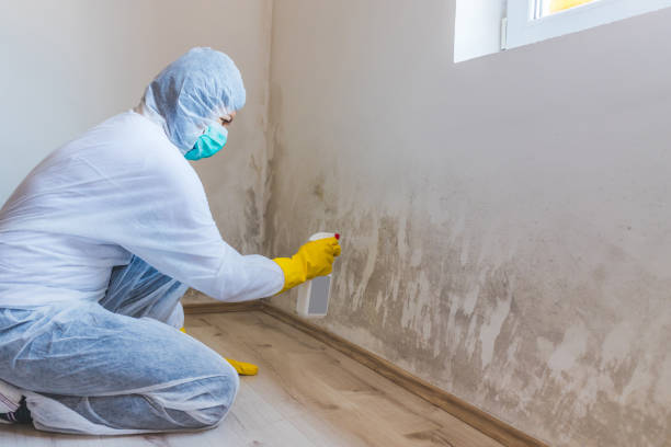 Mold Removal Process in Mount Morris, MI