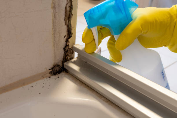 Certified Mold Removal in Mount Morris, MI