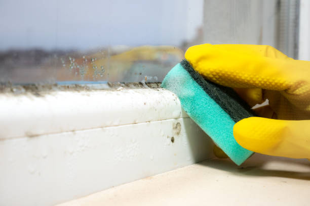 Best Mold Removal Process  in Mount Morris, MI