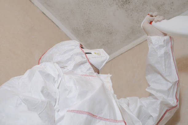 Best Certified Mold Removal  in Mount Morris, MI