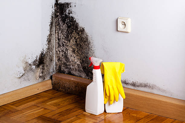 Best Attic Mold Removal  in Mount Morris, MI
