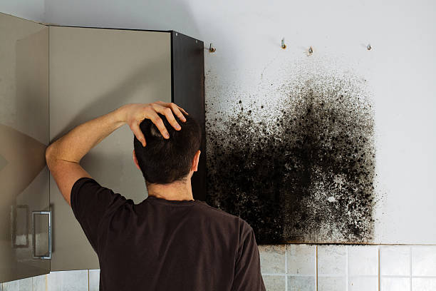 Best Crawl Space Mold Removal  in Mount Morris, MI