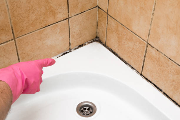 Best Mold Cleaning Services  in Mount Morris, MI